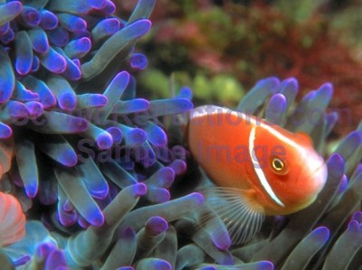 Tropical Sea Life Screensaver 1.0 screenshot Tropical Sea Life Screensaver 1.0 screenshot