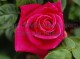 Beautiful Roses Screensaver 1.0