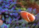 Tropical Sea Life Screensaver 1.0