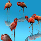 3D Flamingos 1.0 screenshot