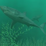 3D Sharks 1.0 screenshot