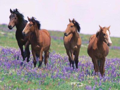 7art Graceful Horses ScreenSaver 1.5 screenshot
