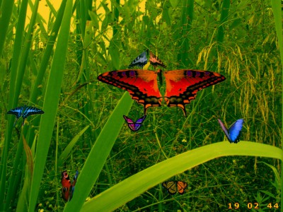 Amazing Butterflies screensaver 1.1 screenshot