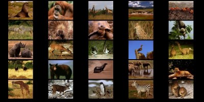 Animals II screensaver 1.0 screenshot