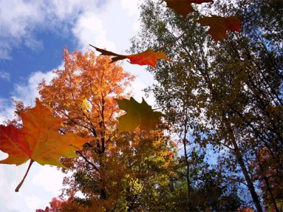 Autumnleaves3D Screensaver 1.0 screenshot