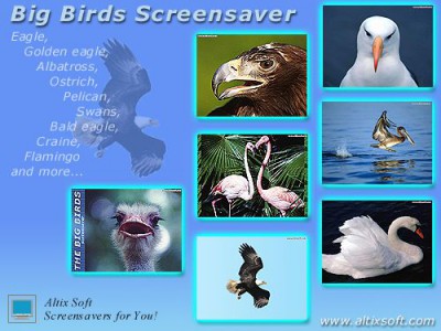 Big Birds Screensaver 1.0 screenshot