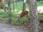 Cades Cove Scenes Screensaver 1.0 screenshot