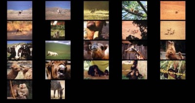 Mammals I Screensaver 1.0 screenshot