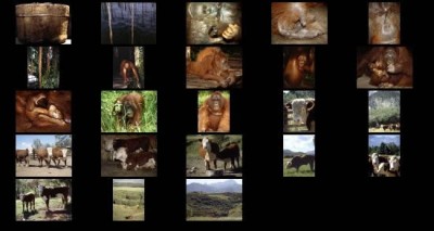 Mammals III creensaver 1.0 screenshot