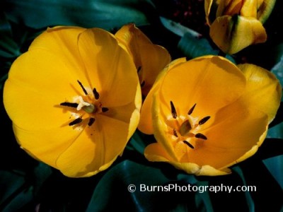 Natures Petals Screensaver 4.50 screenshot