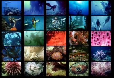 Ocean II screensaver 1.0 screenshot