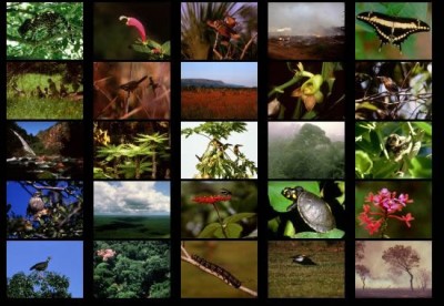 Rainforest II screensaver 1.0 screenshot