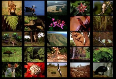 Rainforest III screensaver 1.0 screenshot