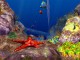 3D Ocean Fish screensaver 3.5