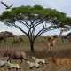 3D Serengeti Safari 1.0 Screenshot