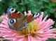 7art Fantastic Butterflies ScreenSaver 1.5