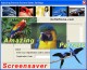 Amazing Parrots Screensaver 1.3 Screenshot