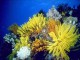DPSM - Underwater Ocean ScreenSaver 1.4