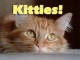 Kitties Screen Saver 2.0 Screenshot