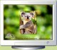 Koala Screen Saver 2.0 Screenshot