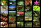 Rainforest I screensaver 1.0